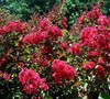 Tonto Crape Myrtle