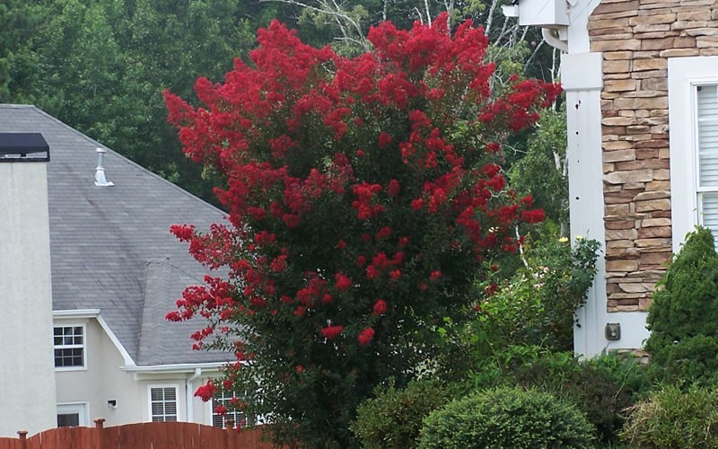 Dynamite Crape Myrtle Picture