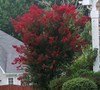 Dynamite Crape Myrtle
