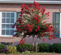 Dynamite Crape Myrtle Picture