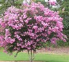 Sioux Crape Myrtle