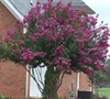 Front Flower Bed