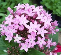 Lavender Butterfly Pentas Picture