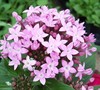 Lavender Butterfly Pentas