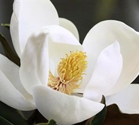 Little Gem Magnolia Picture
