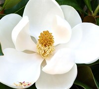D. D. Blanchard Magnolia Picture