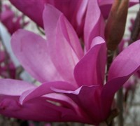 Ann Magnolia Picture