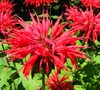 Raspberry Wine Beebalm