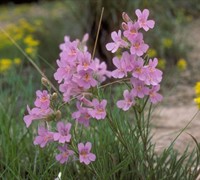 Colorado Beardtongue Picture