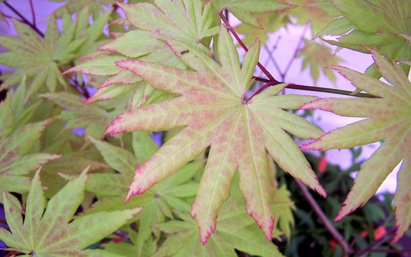 Full Moon Japanese Maple Picture