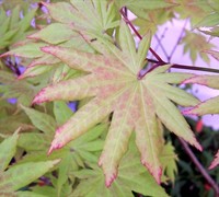 Full Moon Japanese Maple Picture