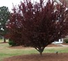 Purple Leaf Plum Tree