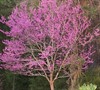 Eastern Redbud Tree
