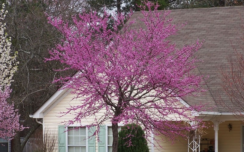 Eastern Redbud Tree Picture