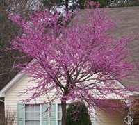 Eastern Redbud Tree Picture