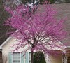 Eastern Redbud Tree