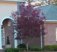 Bloodgood Japanese Maple Picture