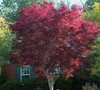 Bloodgood Japanese Maple
