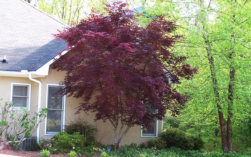 japanese maple bloodgood. japanese maple bloodgood