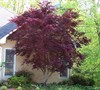 Bloodgood Japanese Maple