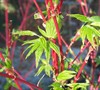 Coral Bark Japanese Maple