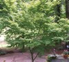 Coral Bark Japanese Maple
