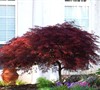 Red Dragon Japanese Maple Picture