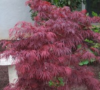 Crimson Queen Japanese Maple Picture