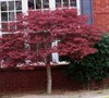 Crimson Queen Japanese Maple