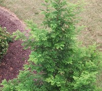 Bald Cypress Tree Picture