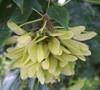 Trident Maple