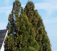 Yoshino Cryptomeria Picture