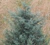 Carolina Sapphire Cypress