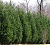 Leyland Cypress Picture