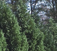Leyland Cypress Picture