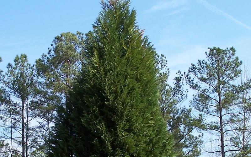Leyland Cypress Picture