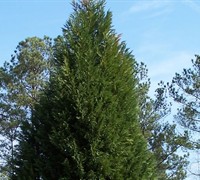 Leyland Cypress Picture