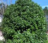 Oakleaf Holly