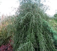 Weeping Yaupon Holly Picture