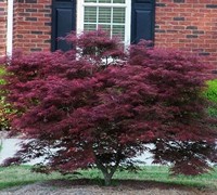 Tamukeyama Japanese Maple Picture