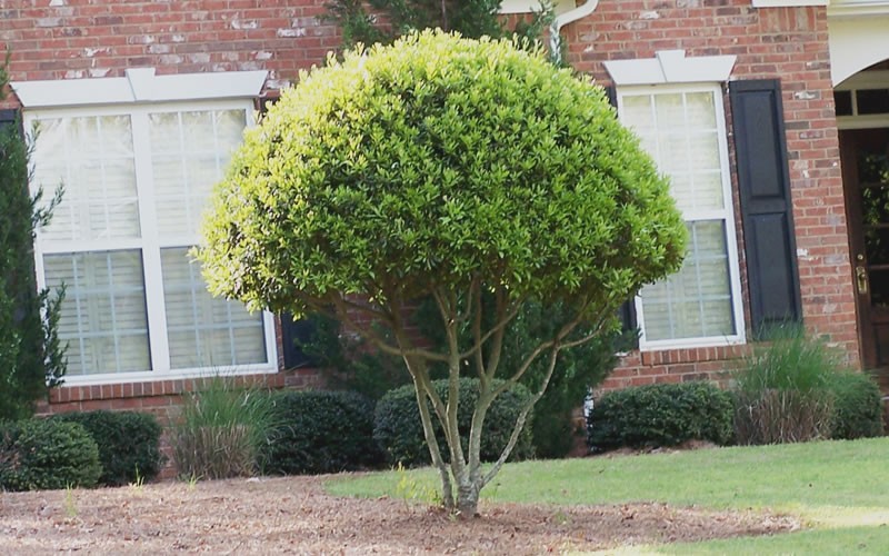 Southern Wax Myrtle Picture