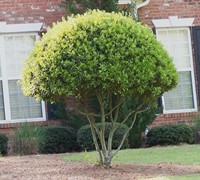 Southern Wax Myrtle Picture