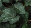 English Ivy
