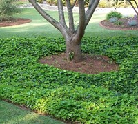 English Ivy Picture