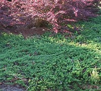 Blue Rug Juniper Picture