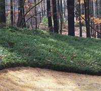 Blue Pacific Juniper Picture
