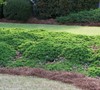 Green Mound Juniper 
