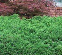 Green Sargent Juniper Picture