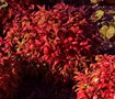 Firepower Nandina