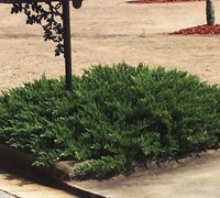 Green Sargent Juniper Picture